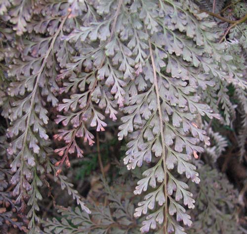 【希少シダ植物】コビトホラシノブ コビトホラシノブ | 絶滅危機にさらされる「渓流植物」 | 生物多様性っ